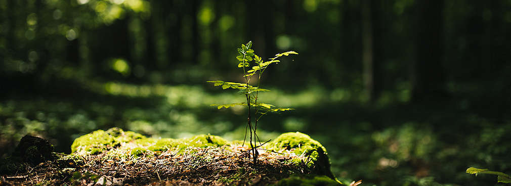 Waldlichtung mit heranwachsendem Baum