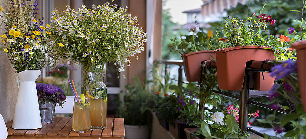 Zu sehen ist ein Balkon mit vielen grünen Topfpflanzen und Blumenkisten am Geländer. Außerdem ein Klappstuhl und ein Holztisch, auf dem drei Vasen mit Blumen stehen sowie eine Flasche und ein Glas gefüllt mit Eistee