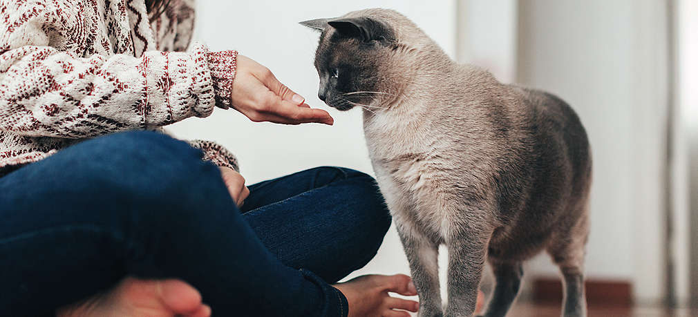 Eine Person gibt ihrer Katze ein Leckerli