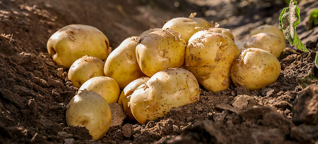 Frisch ausgegrabene Kartoffeln auf dem Feld