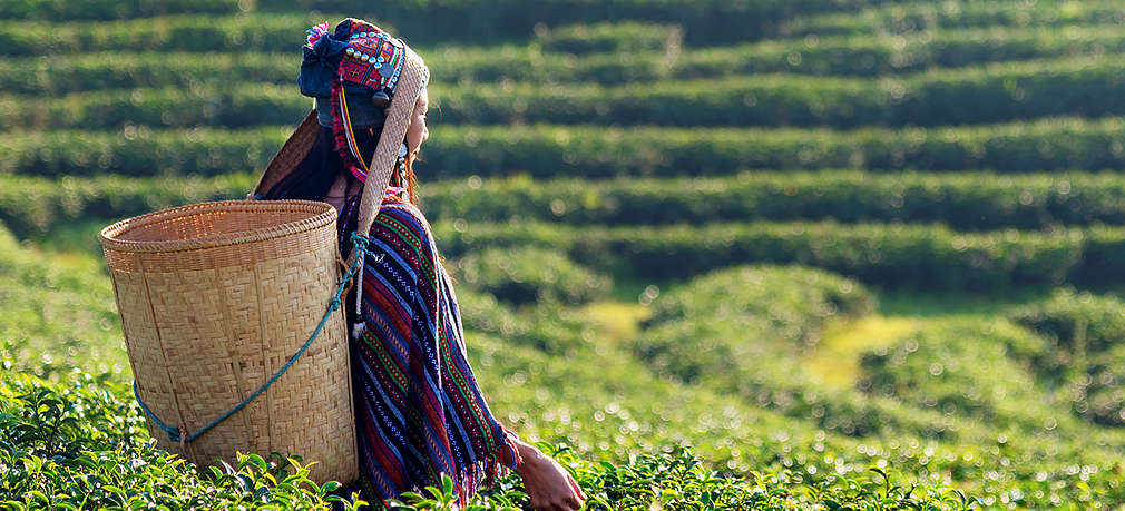 Frau pflückt Teeblätter auf Teeplantage