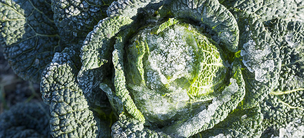 Kohlkopf auf einem Feld mit Frost