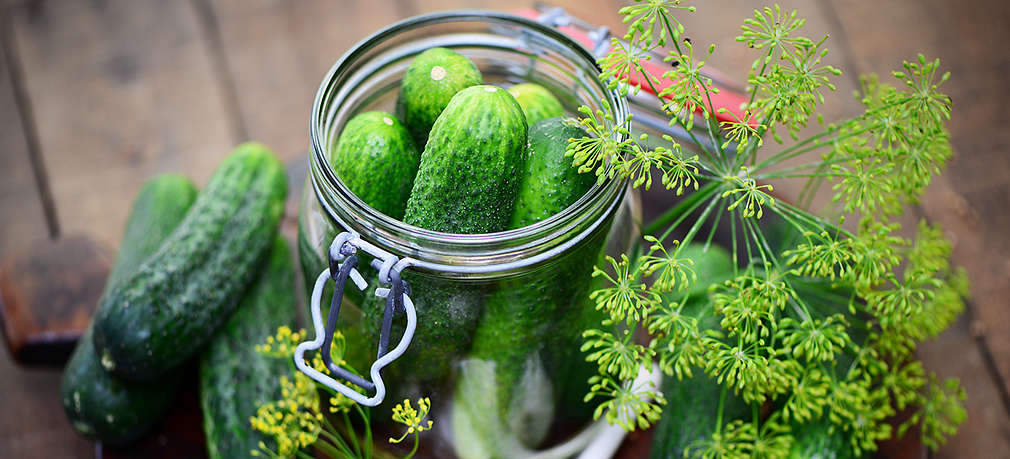 Eingelegte Gurken im Einmachglas, daneben frische Gurken und Dill