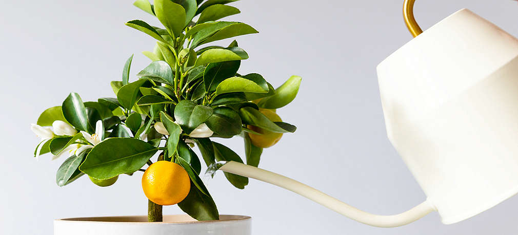 Eine Ziturspflanze mit weißen Blüten und einer gelben Frucht im Topf wird mit einer weißen Gießkanne gegossen