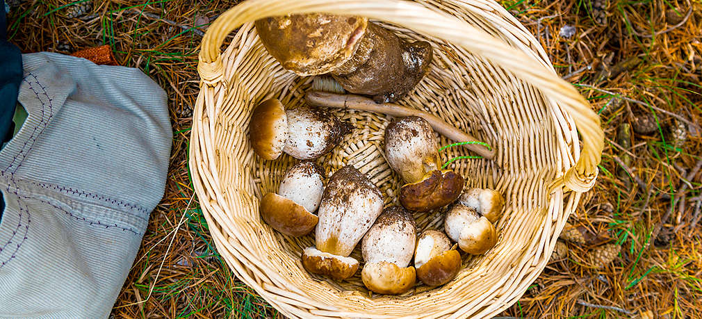 Einige Steinpilze in einem runden Korb aus der Vogelperspektive auf Waldboden