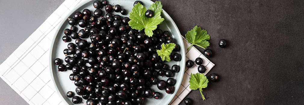 Schwarze Johannisbeeren am Strauch