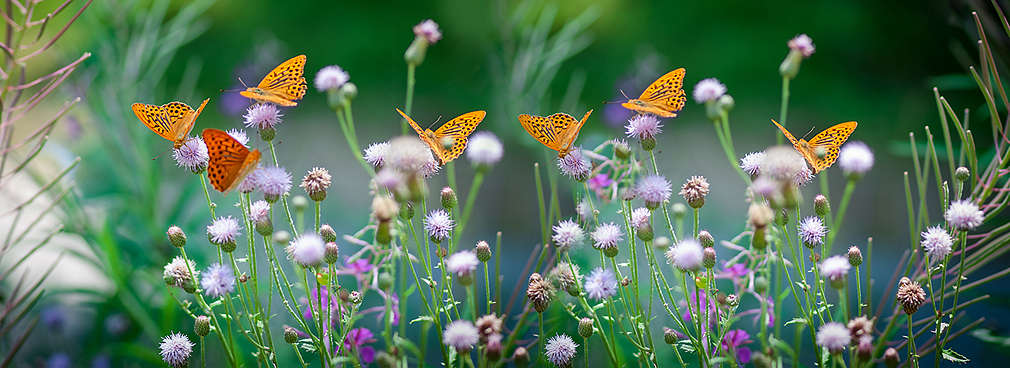 Wiese mit Schmetterlingen