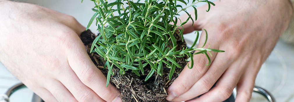 Countryside. DIY Ghivece decorative