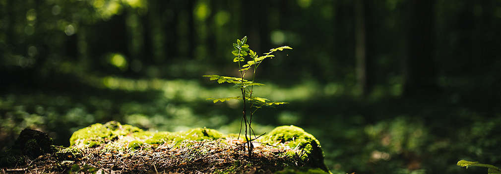 Изображение на гора и малко зелено растение, което стои на преден фон