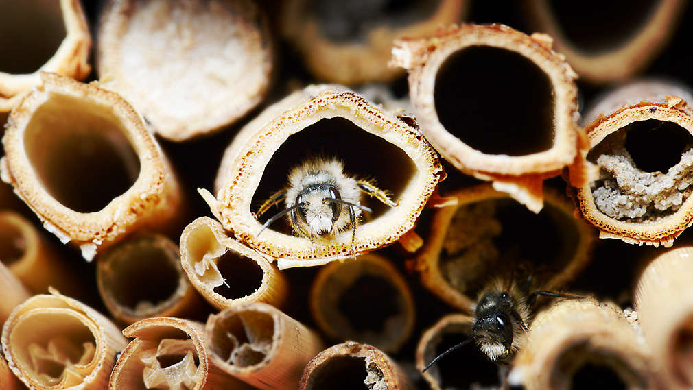 Se pot vedea tuburi din bambus și trestie. În mijloc, o albină privește în afara tubului.