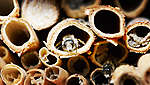 Показани са тръби, изработени от тръстика и бамбук. В средата на снимката една пчела наднича от тръбичка.