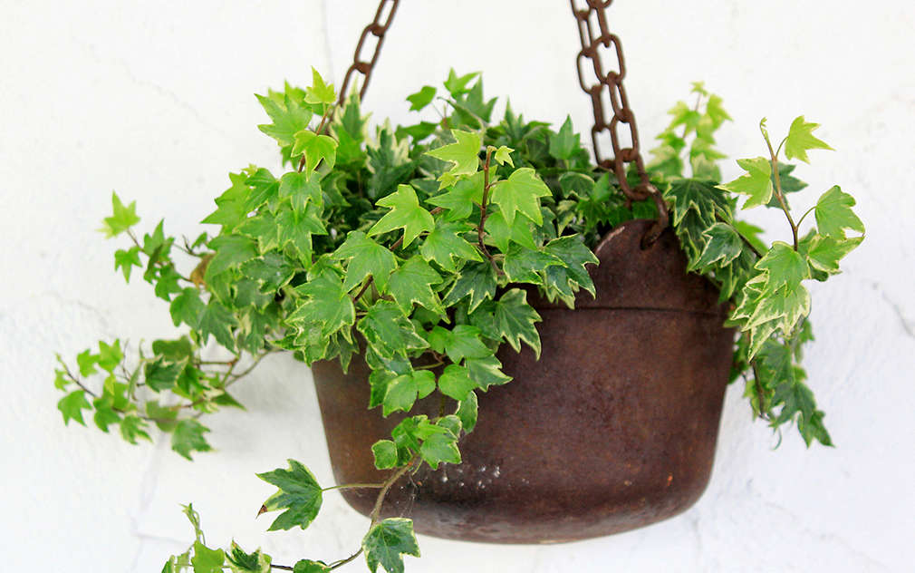 Bluszcz w żeliwnej doniczce przymocowanej do sufitu żelaznymi łańcuchami.