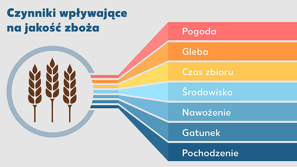 Diagram showing the factors that have an influence on grain quality.