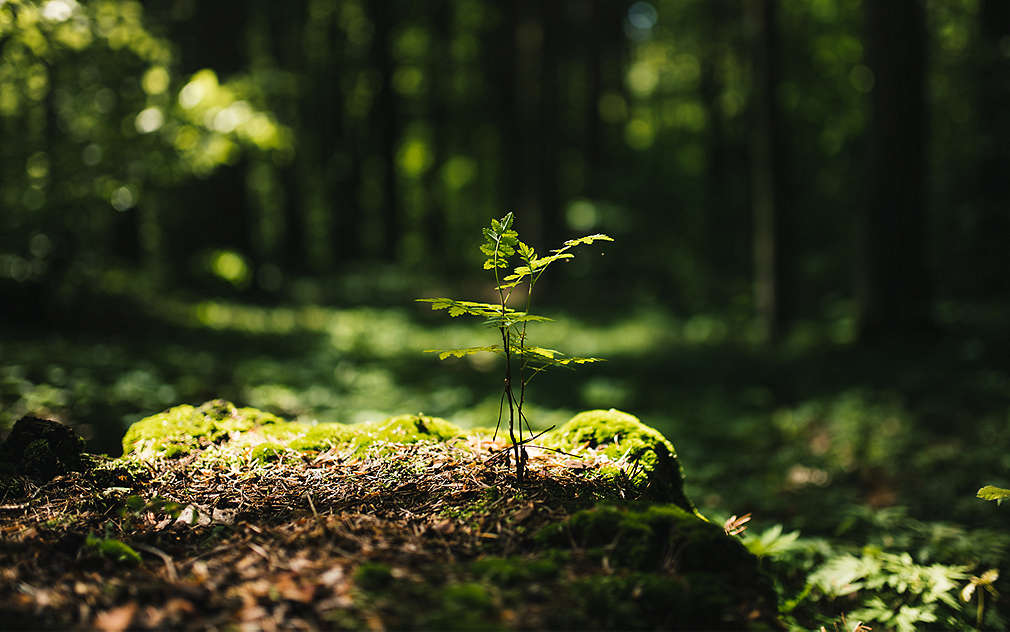 Příroda, les, malý stromek a mech