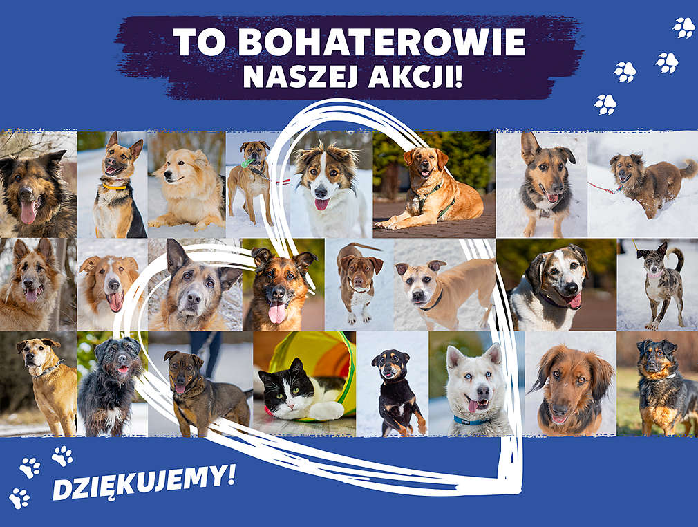 Zdjęcia wielu psrów w sercu z napisem na niebielskim tle obok