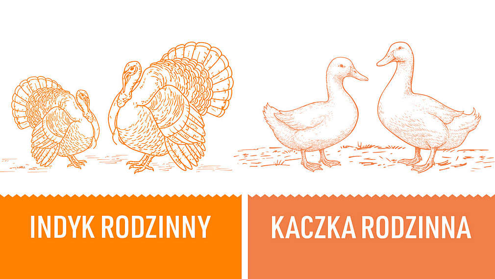 szkicowane indyki z logo Indyk Rodzinny i kaczka rodzinna