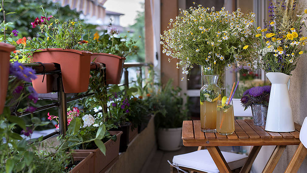 Изображение на тераса с много саксии с цветя и подправки
