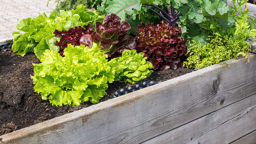 Изображение на различни видове марули в повдигната леха