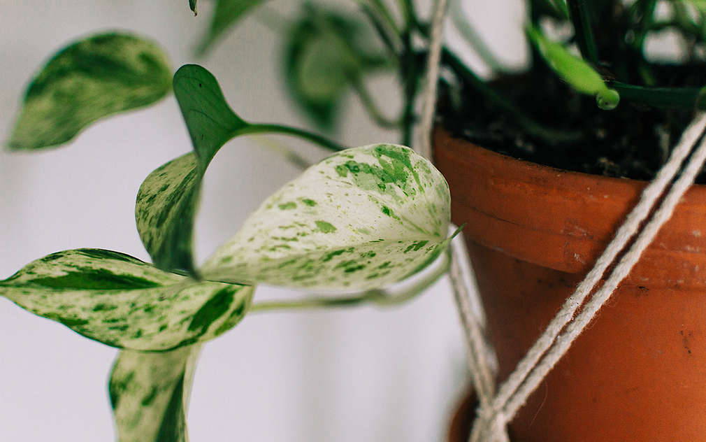 Zbliżenie na bluszcz, w części widać terakotową doniczkę i kawałek włóczki na makramę oraz kilka biało-zielonych listków.