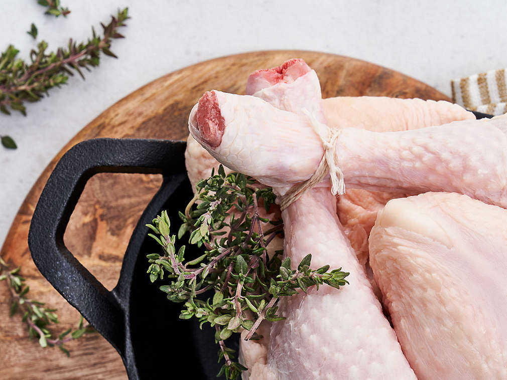 Świeża kura – szczegółowe informacje