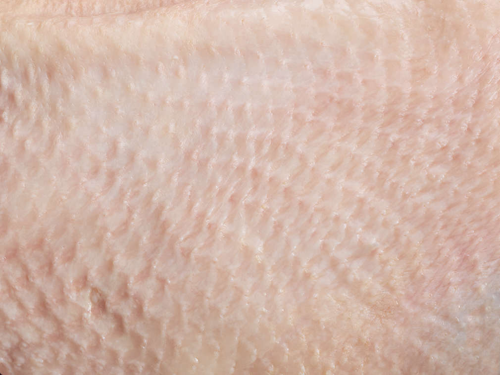 Frische Gans in der Detailansicht