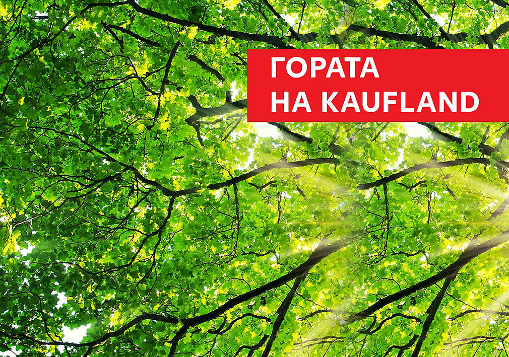 Изображение на дървесни клони, погледнати отдолу