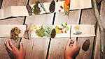 Pohľad z vtáčej perspektívy na stôl, na ktorom dve detské ruky triedia na dva kusy papiera rôzne predmety z prírody.
