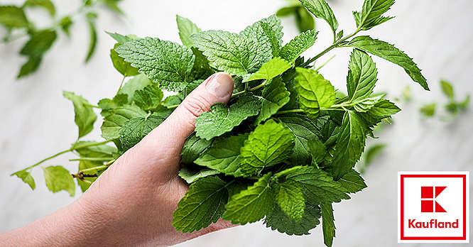 Minze frisch halten: die besten Tipps | Kaufland
