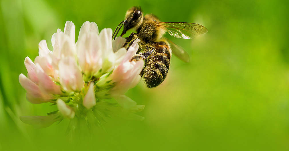 Изображение на орангутан