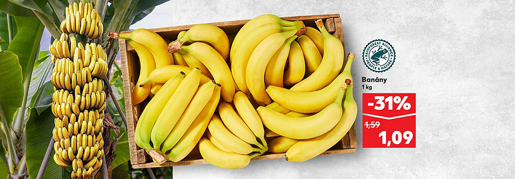 Doprajte si zdravú energiu! Banány (1 kg) kúpite teraz v Kauflande so zľavou -31 % za skvelú cenu 1,09 €. Pôvodná cena 1,59 €. Produkt s certifikátom Rainforest Alliance zaručujúcim udržateľné pestovanie.