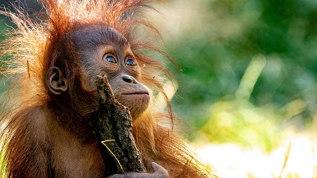 Babyaffe sitzt in gerodetem Wald