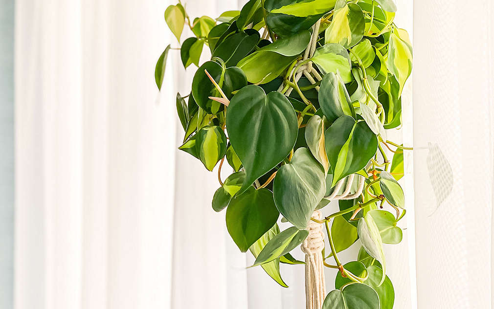 Na tle białej zasłony wisi makrama z włóczki w naturalnym kolorze a w niej doniczka z filodendronem pnącym.