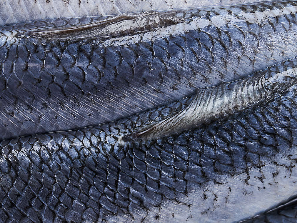 Hering Bismarck proaspăt în detaliu