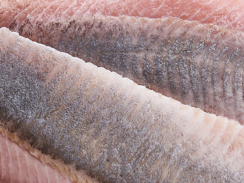 Čerstvý matjes v detailním pohledu