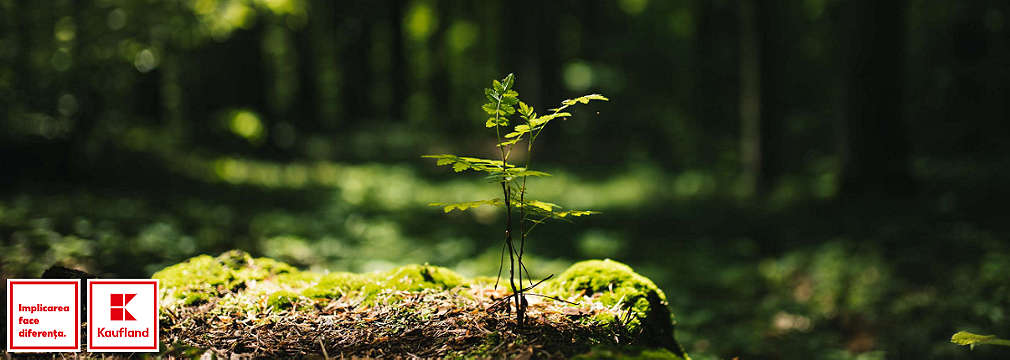 Waldlichtung mit heranwachsendem Baum