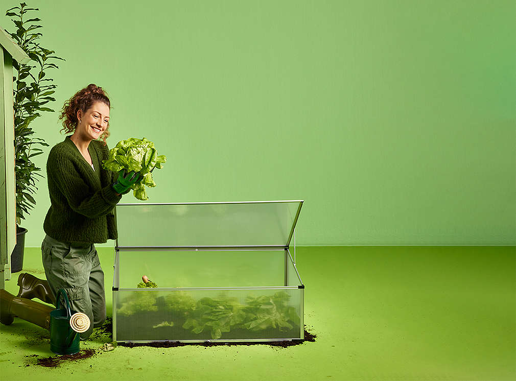 A woman harvests a head of lettuce from a small greenhouse. The scenery is placed on a green background.