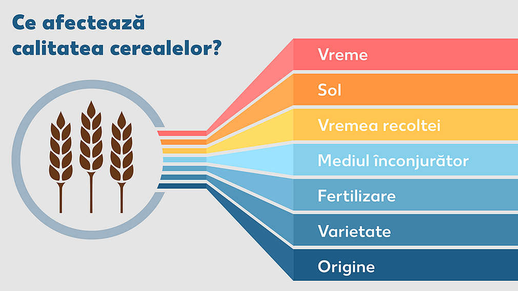 Diagram showing the factors that have an influence on grain quality.