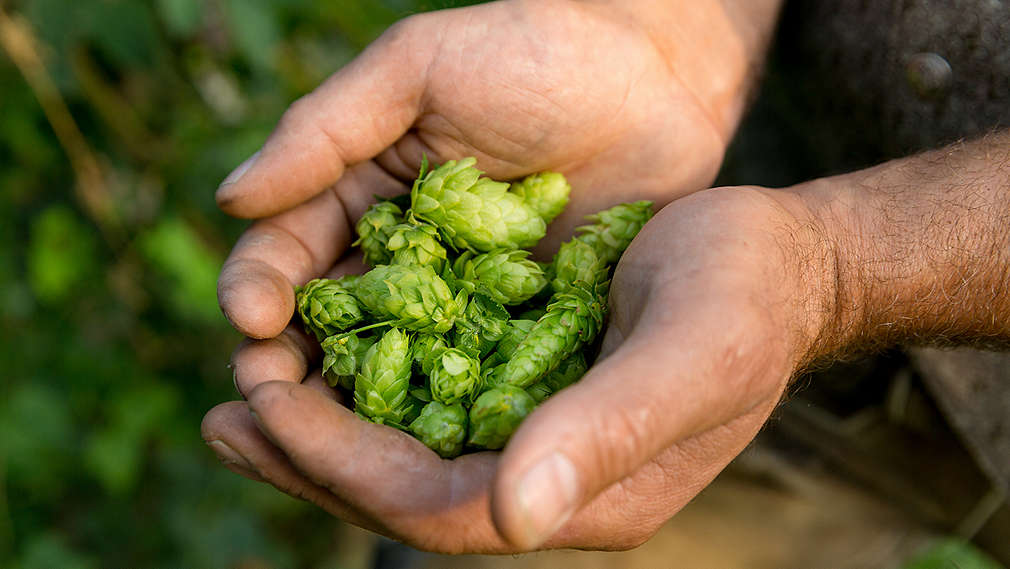 Někdo drží v ruce chmel