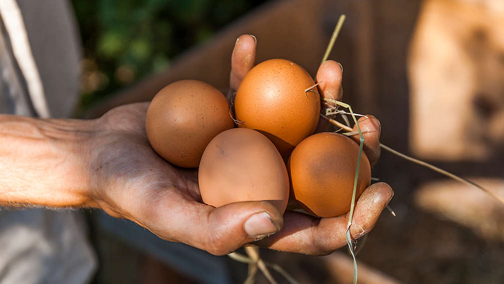Čtyři vejce v dlani.