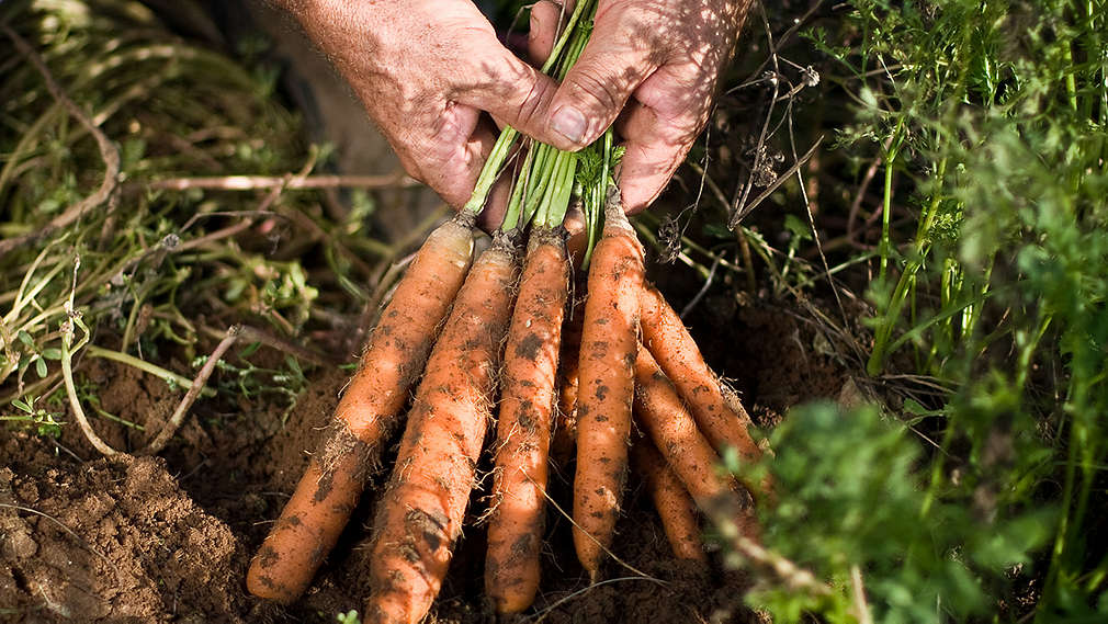 Někdo sklízí mrkev