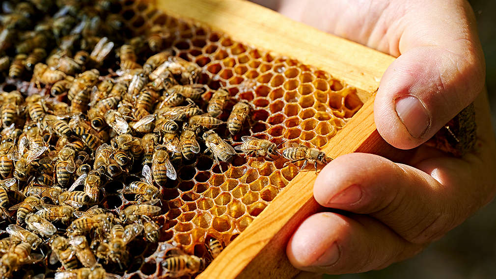 Někdo drží plást se včelami.