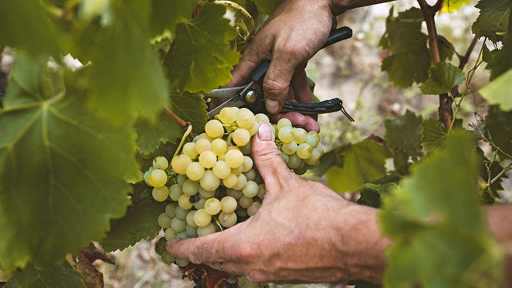 Někdo sbírá hrozny