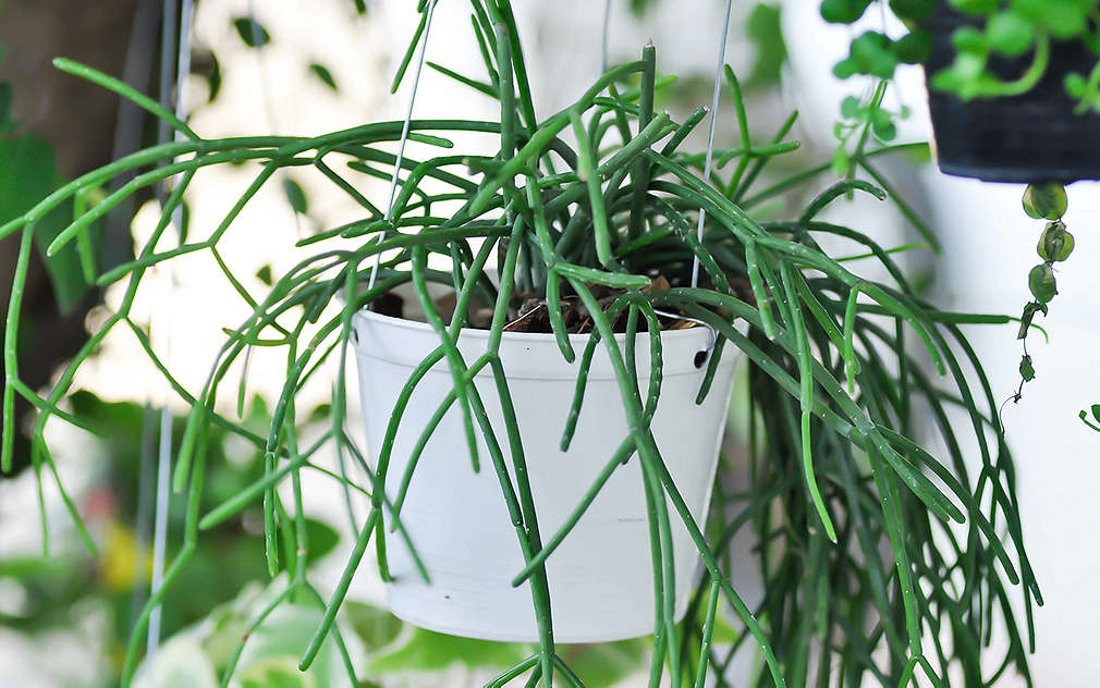 Wiszący kaktus koralowy w białej doniczce z drucianą podstawą, w tle inne rośliny.