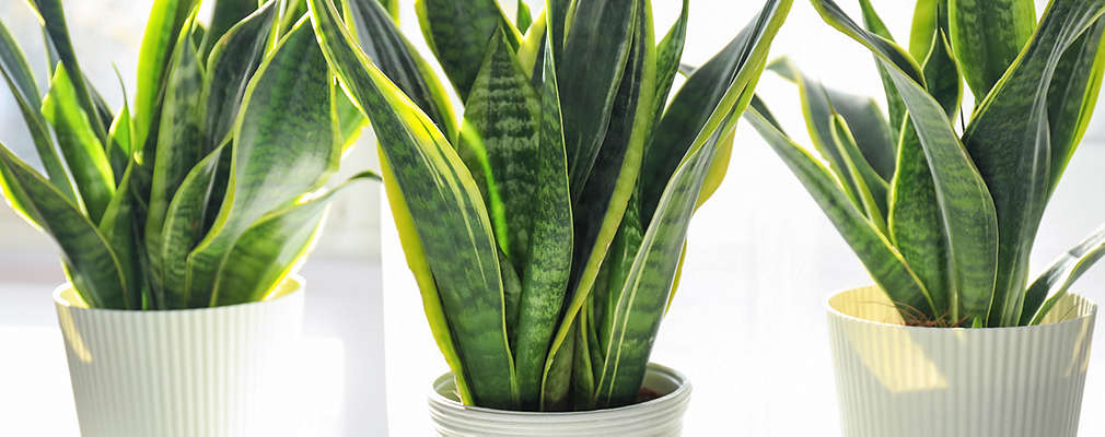 Na obrázku sú tri biele črepníky so svokriným jazykom.