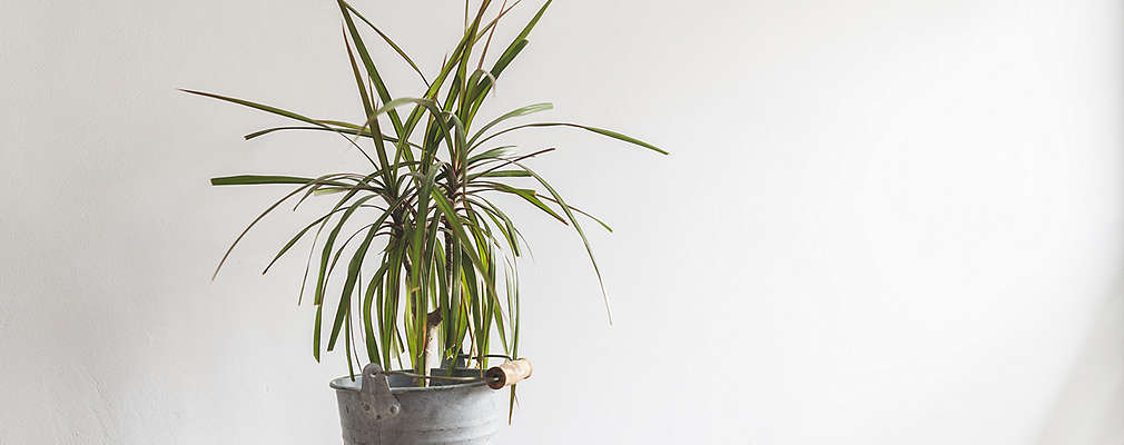 Na obrázku je dracéna v kvetináči z hliníka.