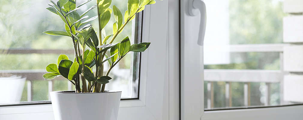 Na obrázku je zamiokulkas v bielom črepníku, ktorý je položený na bielej parapetnej doske, so zahmleným pohľadom do záhrady.