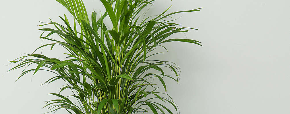 Na obrázku je časť palmy howea na bielo-sivom pozadí, pričom nevidno črepník.