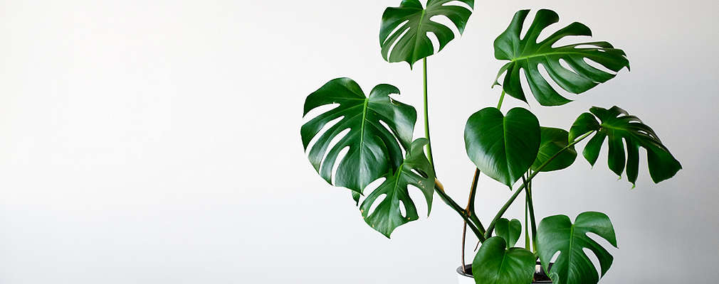 Na obrázku je zelená izbová rastlina, ktorá je známa ako monstera. Je postavená na bielom stolčeku pred bielou stenou.