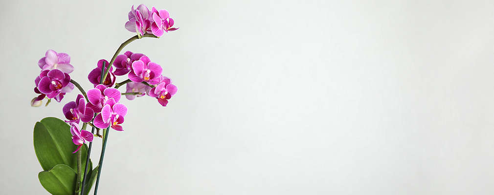 Na obrázku je kvitnúca orchidea s ružovými kvetmi, v svetlomodrom kvetináči na mramore, na bielo-sivom pozadí.