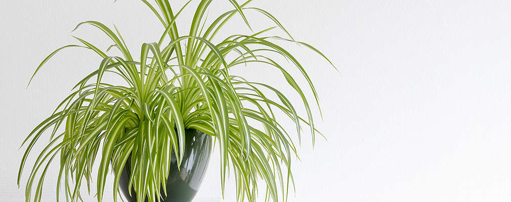 Na obrázku je zelenec v čiernom črepníku na bielej skrini, na bielom pozadí.